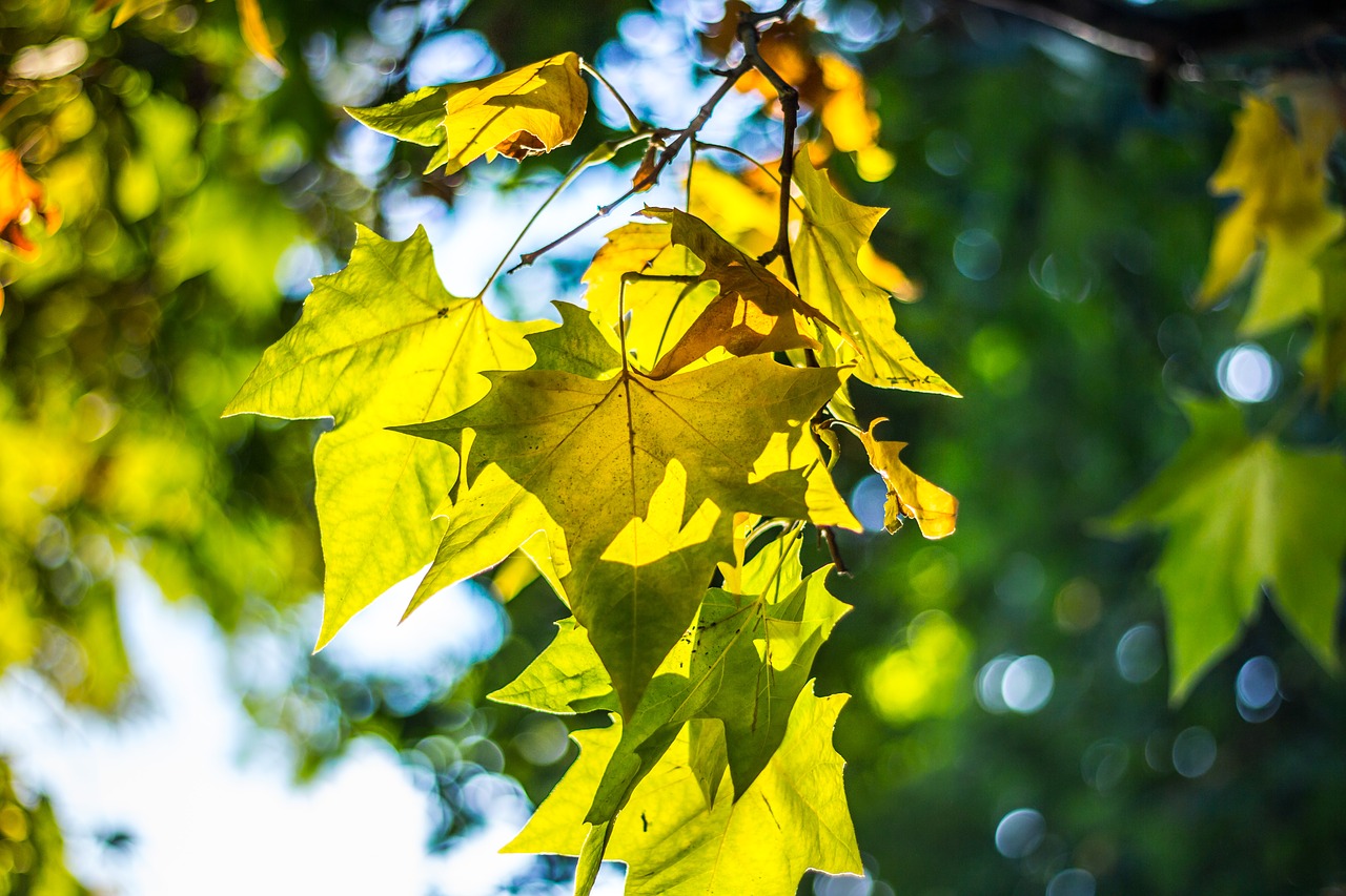 leaves trees branches free photo