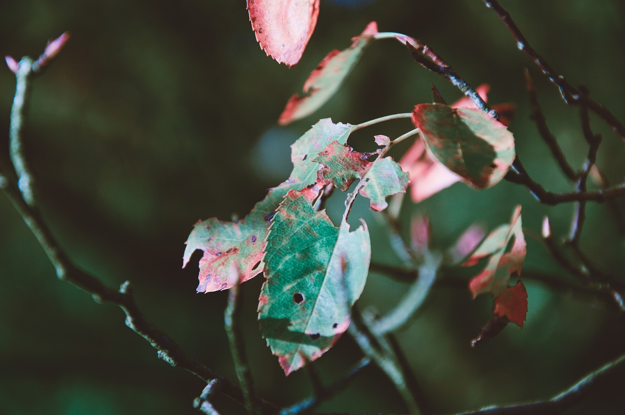 leaves plants trees free photo