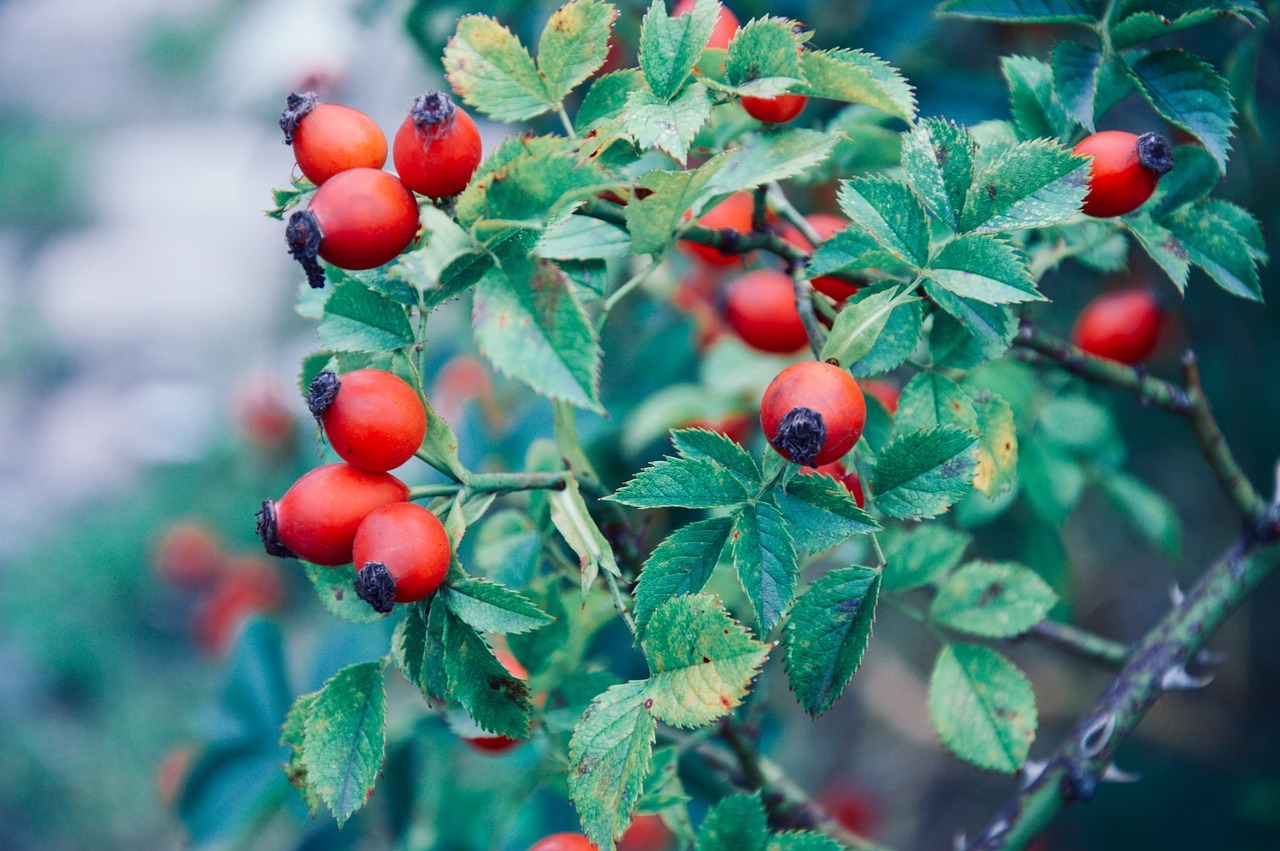 leaves plants garden free photo