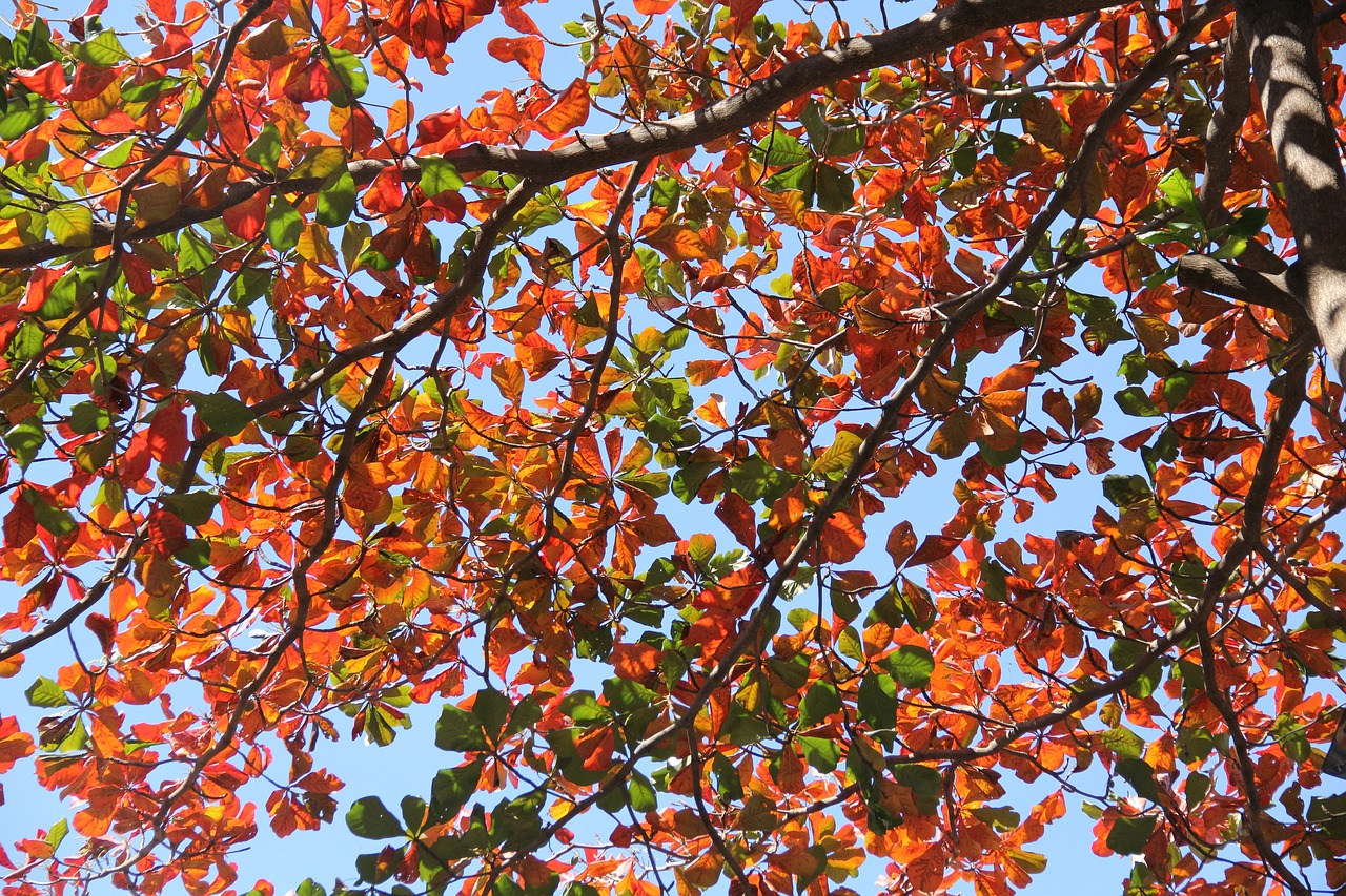 leaves branches trees free photo