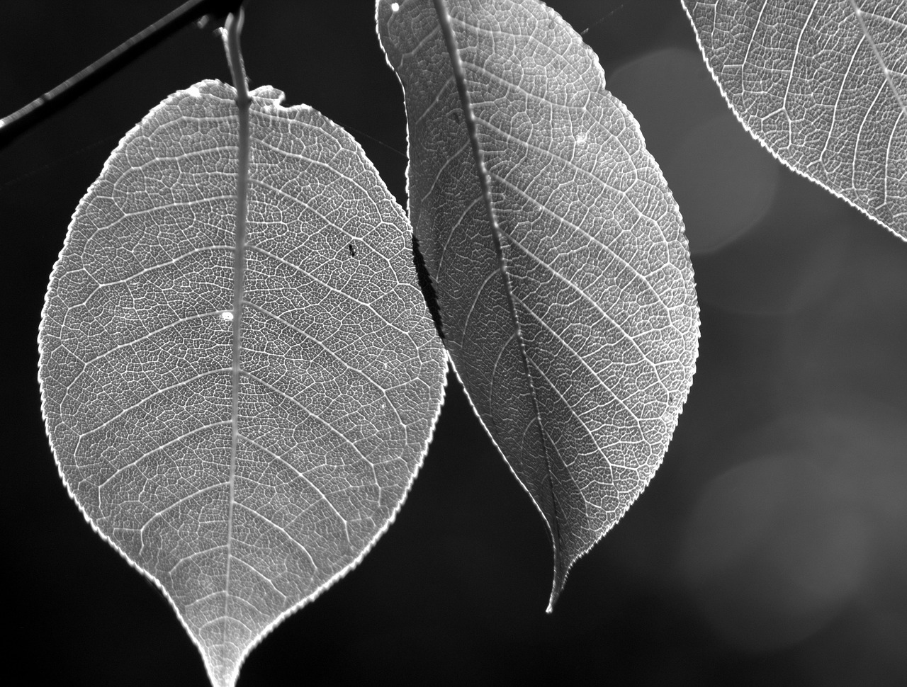 leaves nature autumn free photo