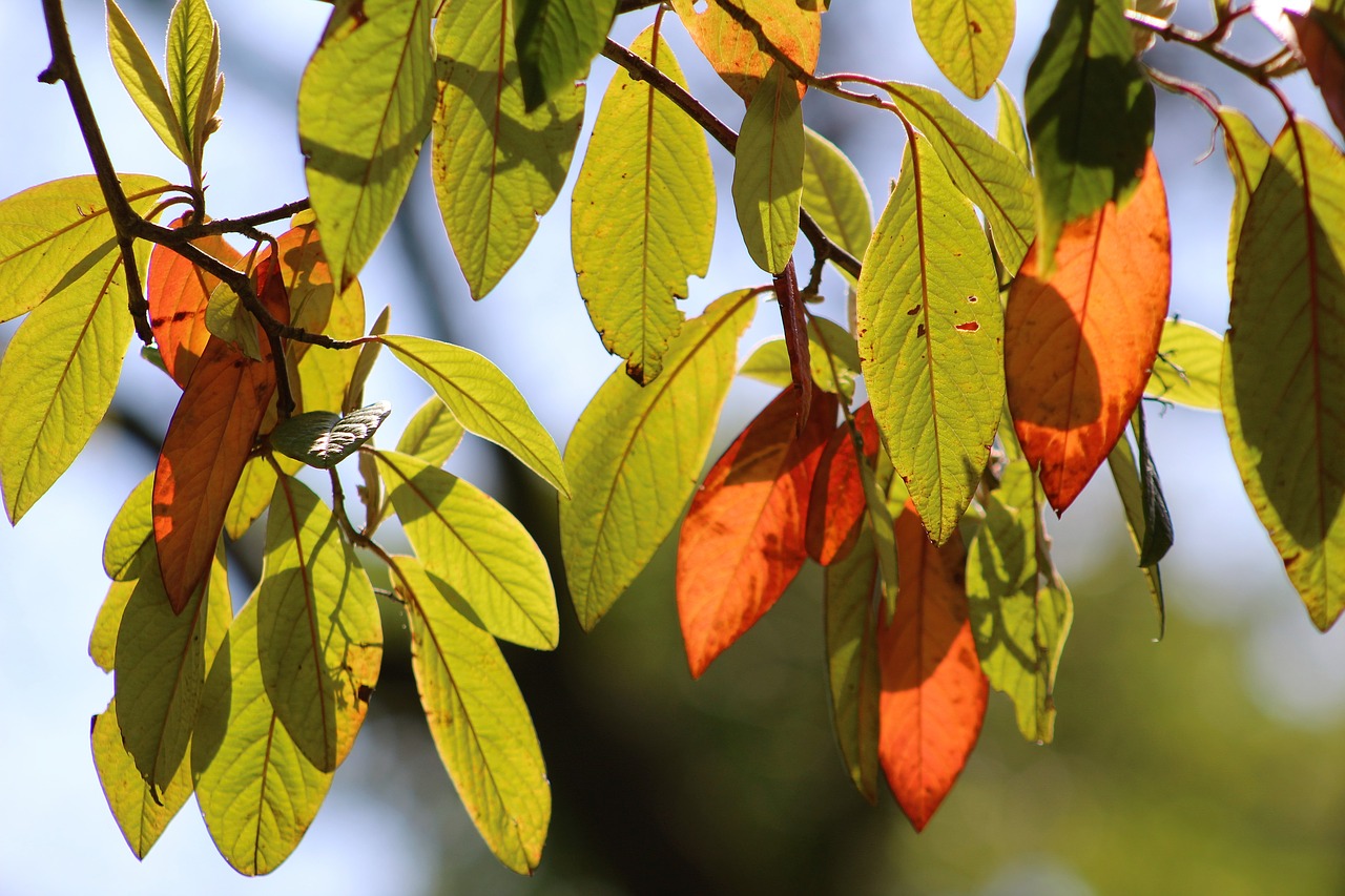 leaves nature autumn free photo