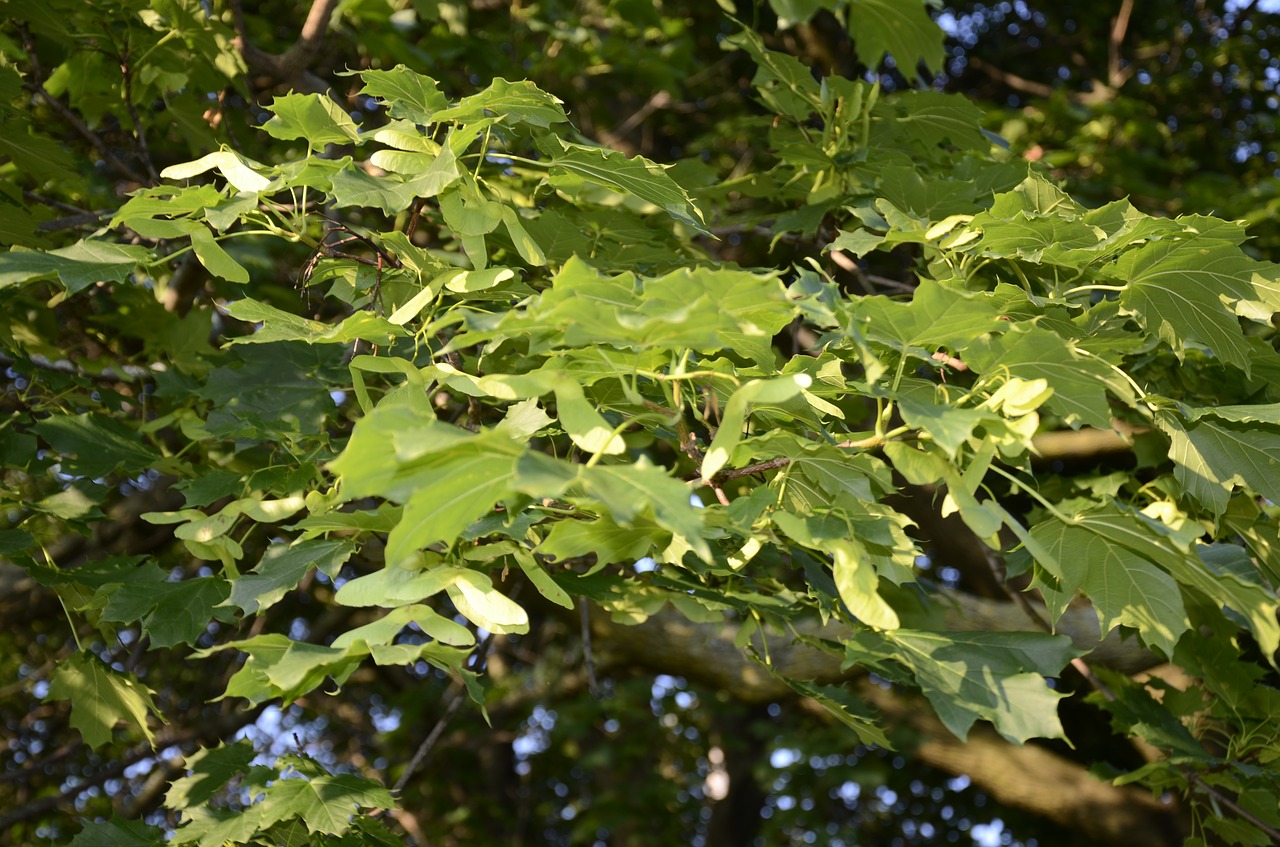 leaves summer tree free photo