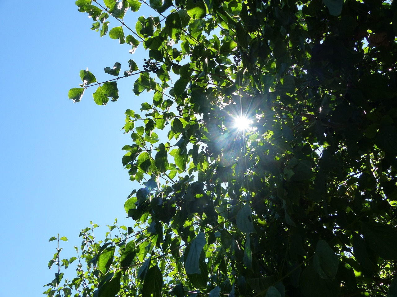 leaves tree nature free photo