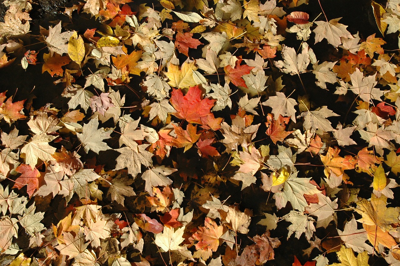 leaves autumn fall free photo
