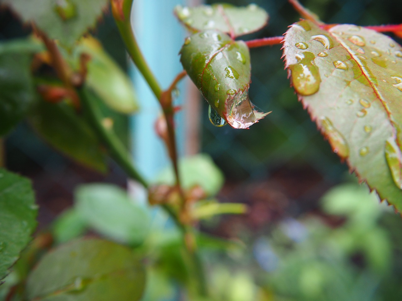 leaves rose petals drop of water free photo