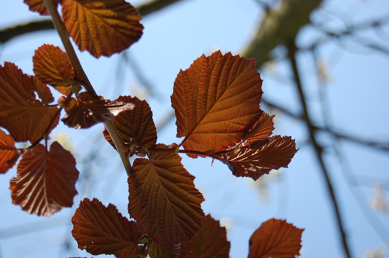 leaves sky deciduous tree free photo