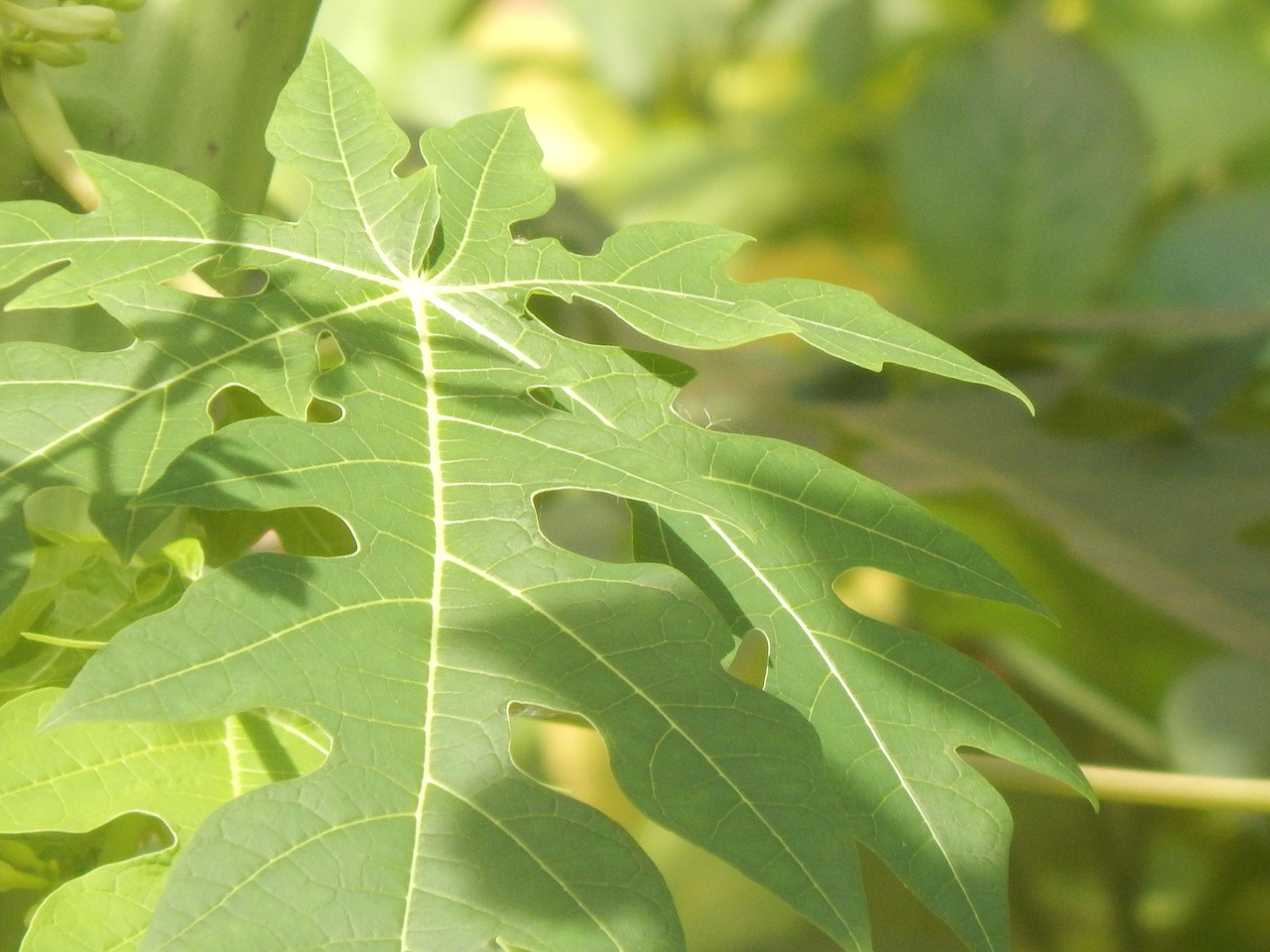 leaves green large free photo