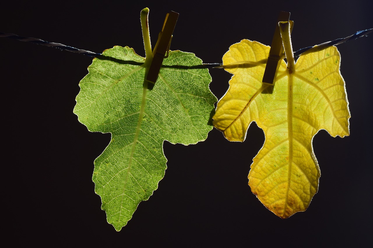 leaves fig leaves green free photo