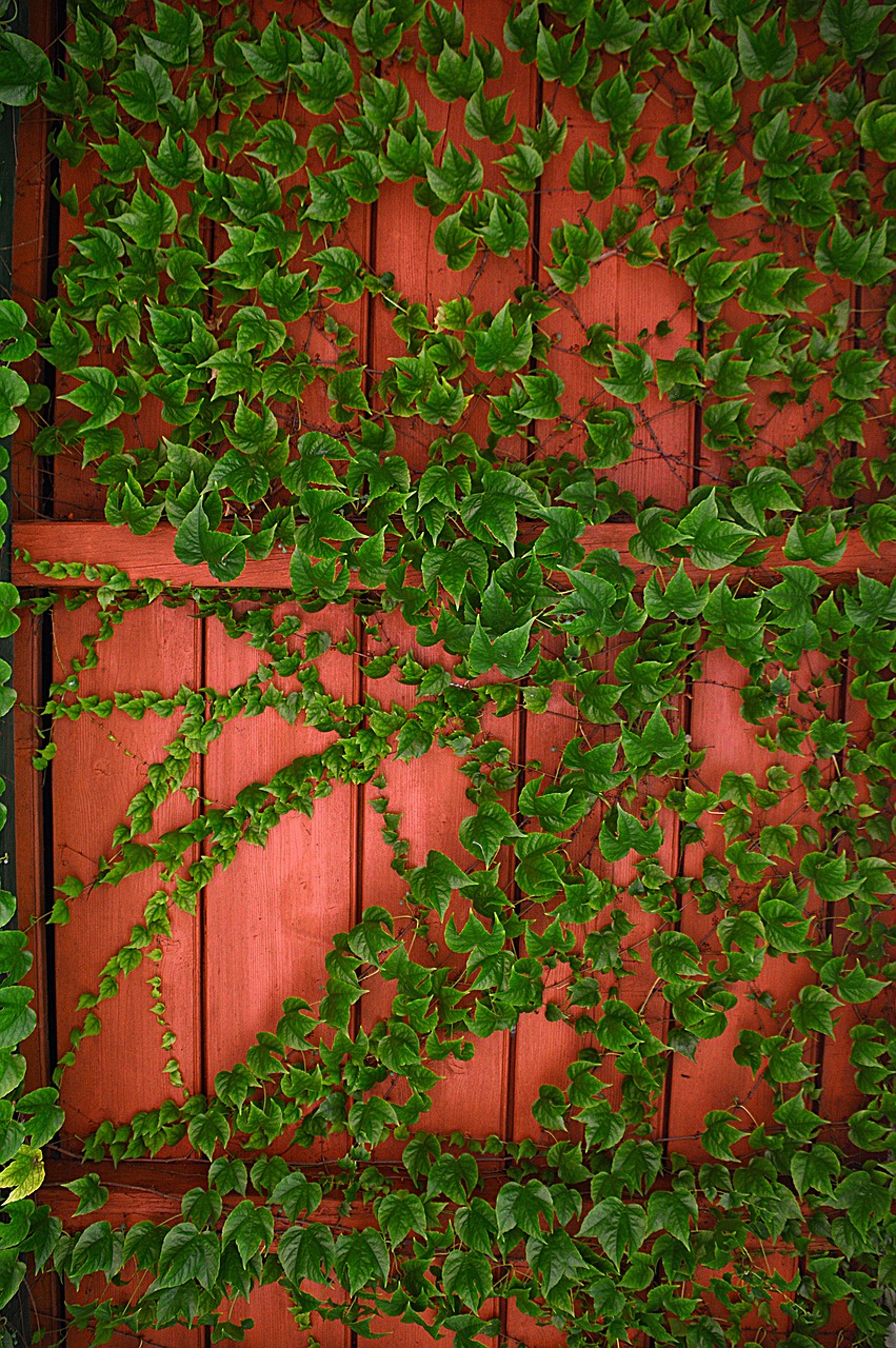 leaves autumn autumn colors free photo