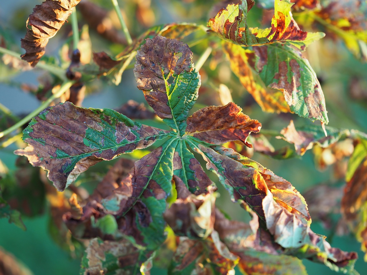 leaves leaf chestnut leaf free photo