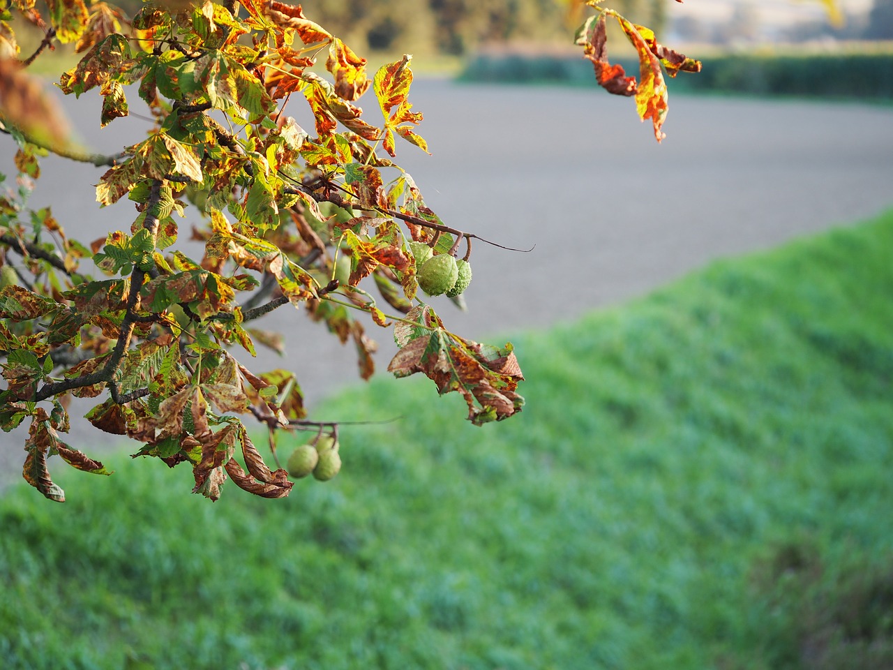 leaves leaf chestnut leaf free photo