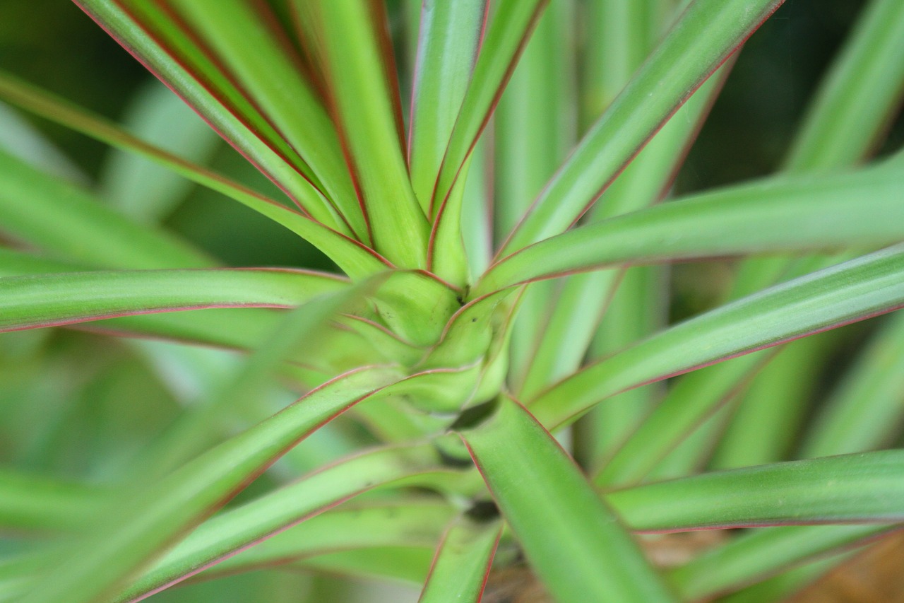 leaves plant plants free photo