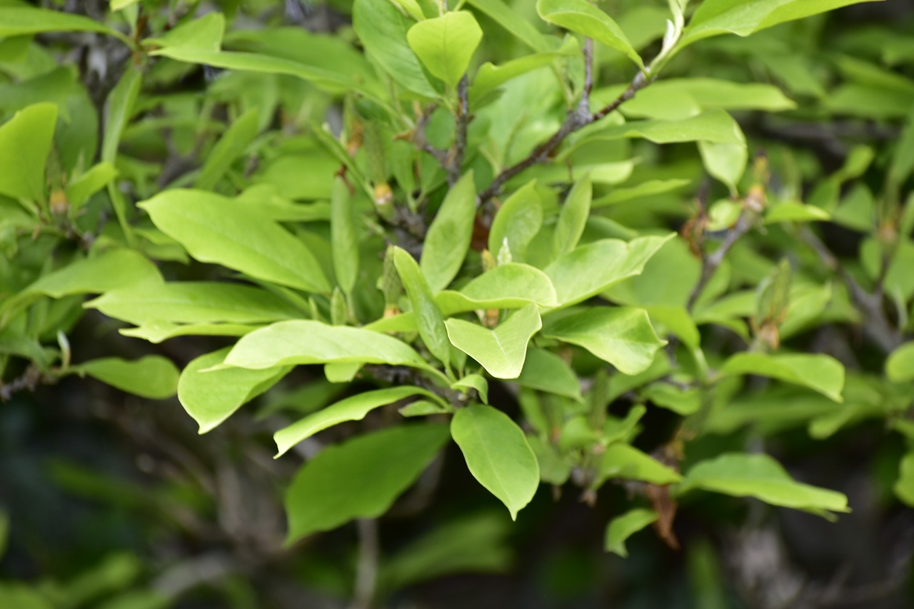 leaves tree magnolia free photo