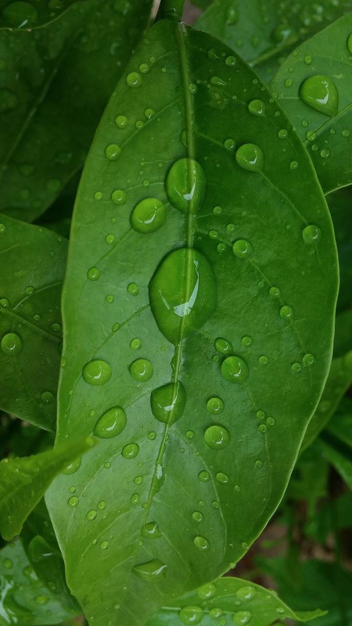 leaves abstract background rain free photo