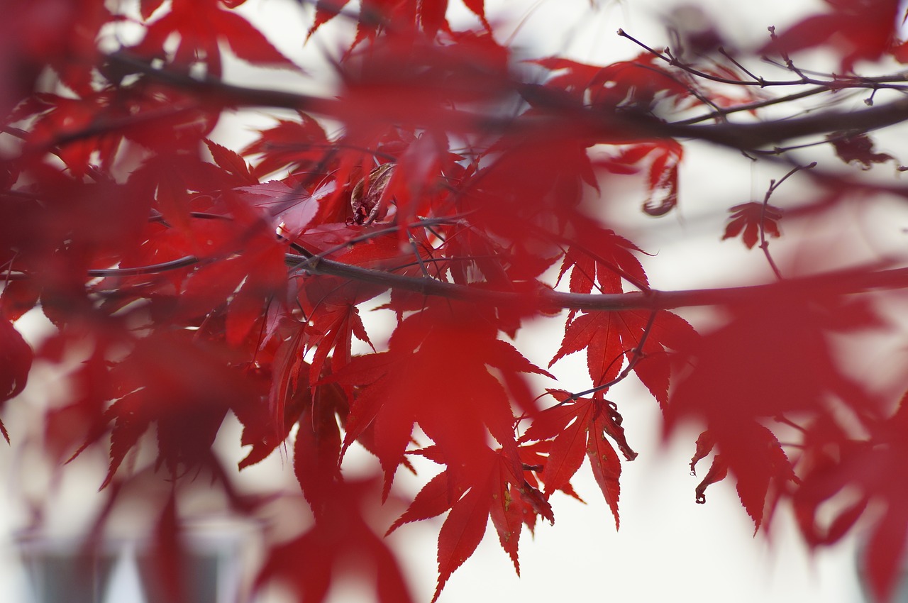 leaves maple red free photo