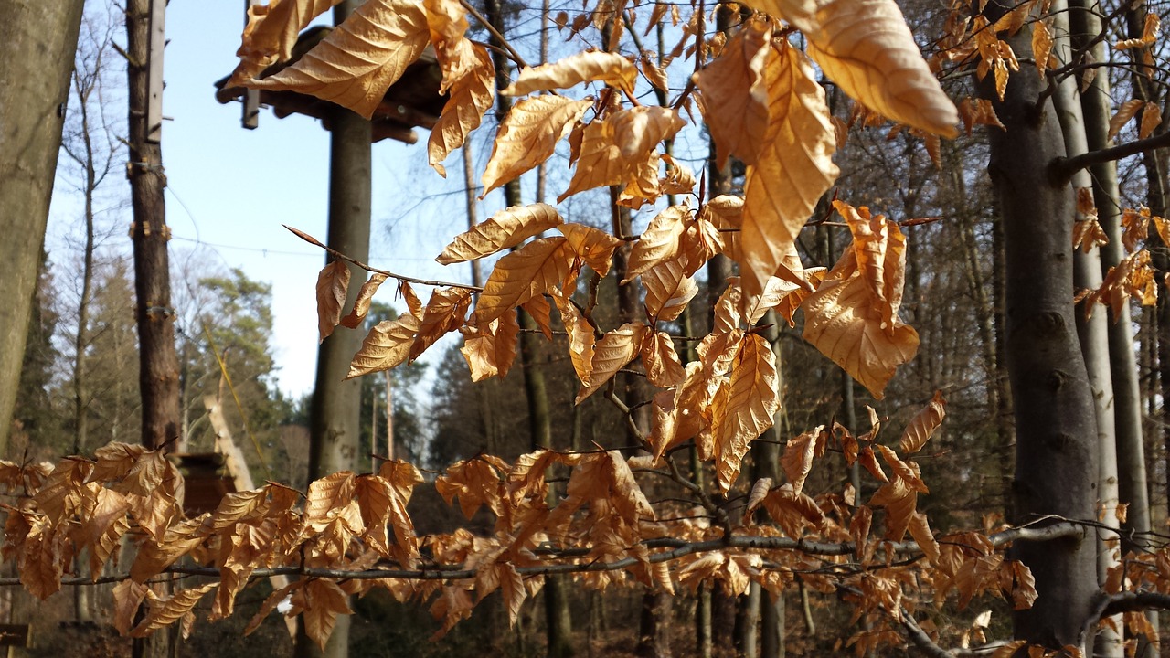 leaves colorful autumn free photo