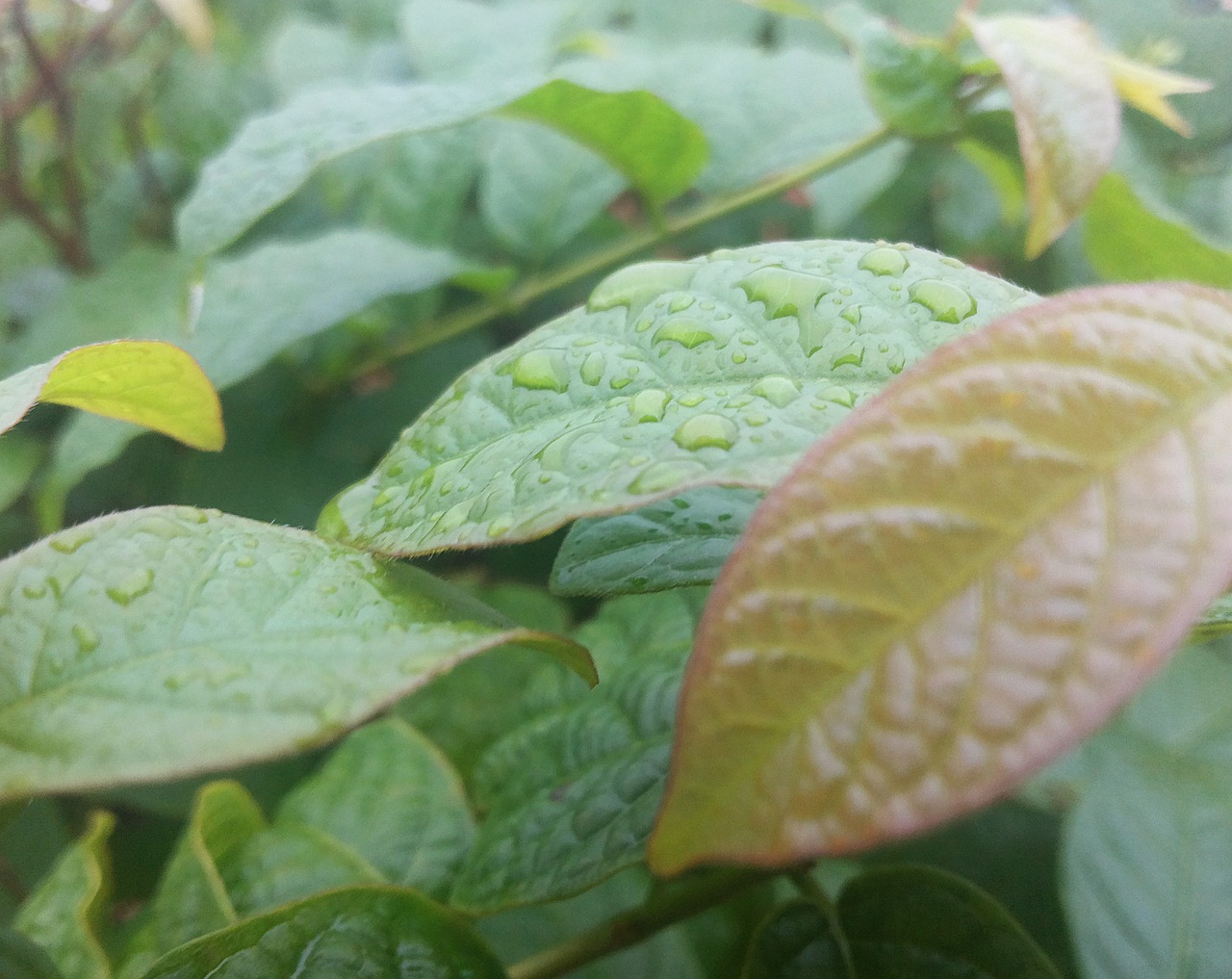 leaves green nature free photo