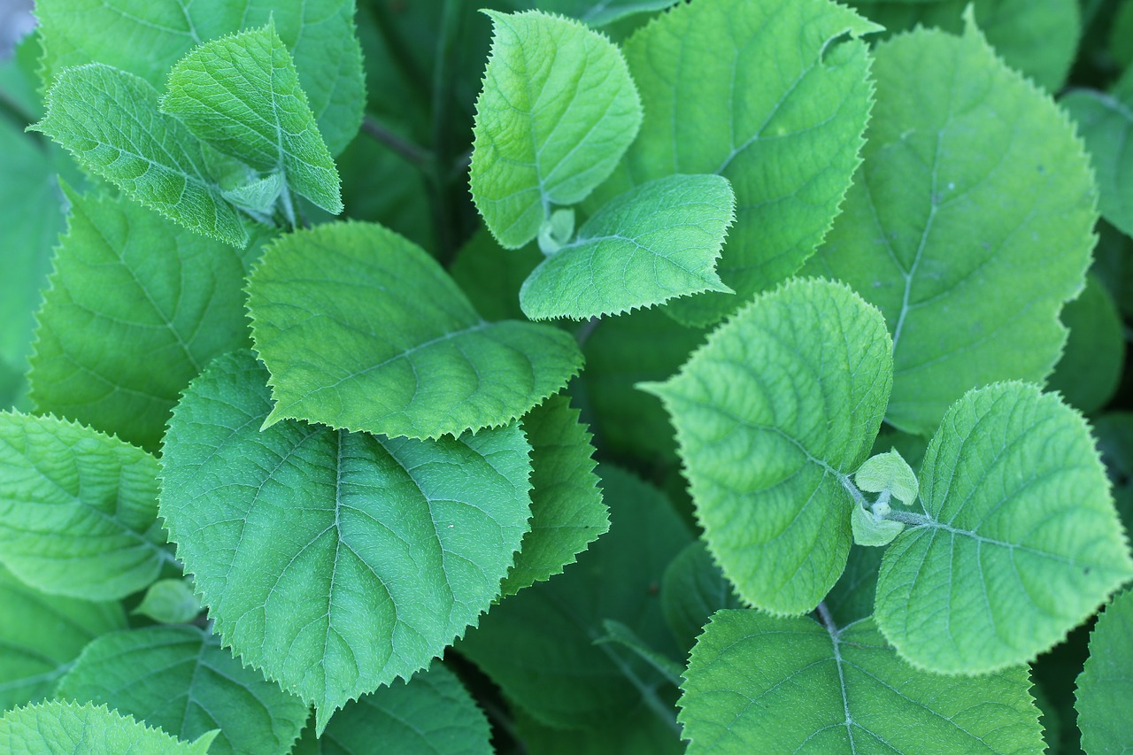 leaves greens fresh free photo