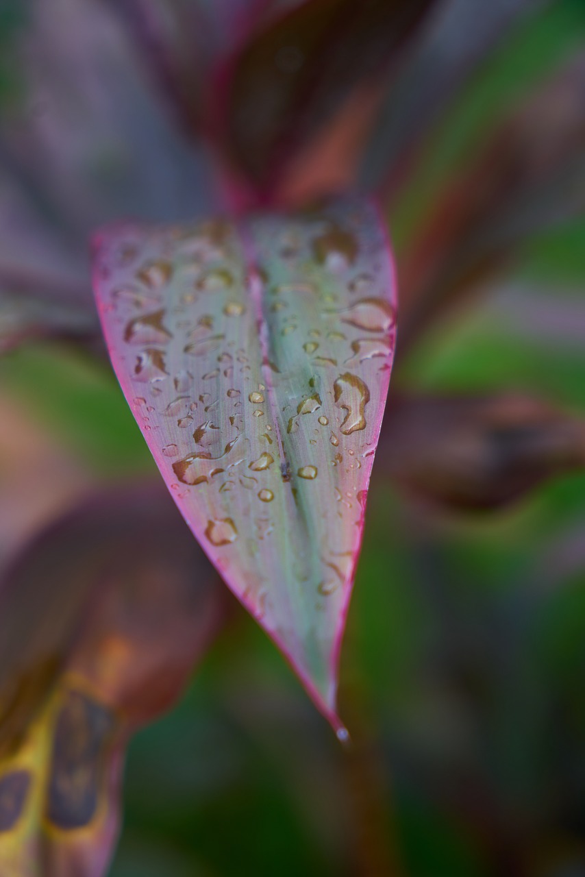 leaves rain drop free photo