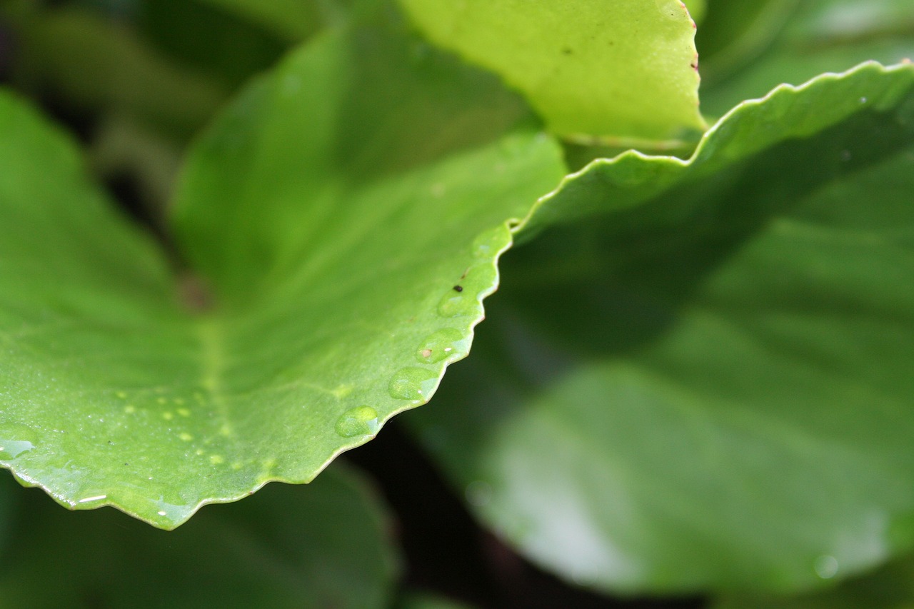 leaves green green leaf free photo