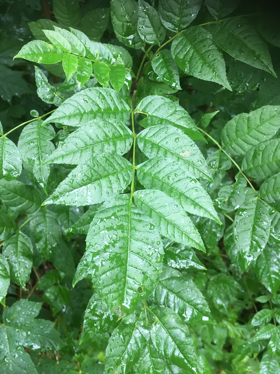 leaves green rain free photo