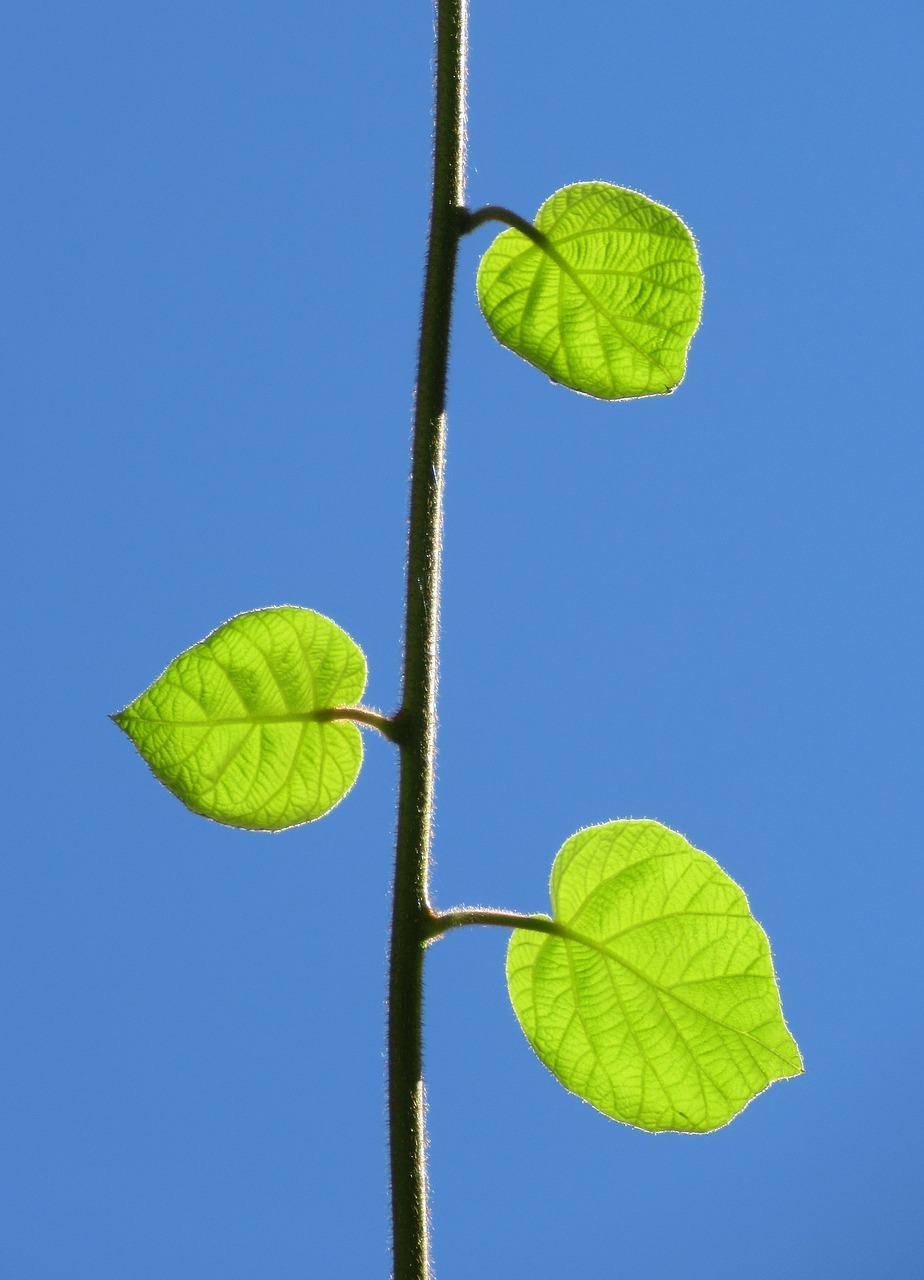 leaves plants green free photo