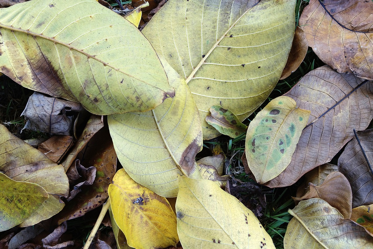 leaves autumn transience free photo