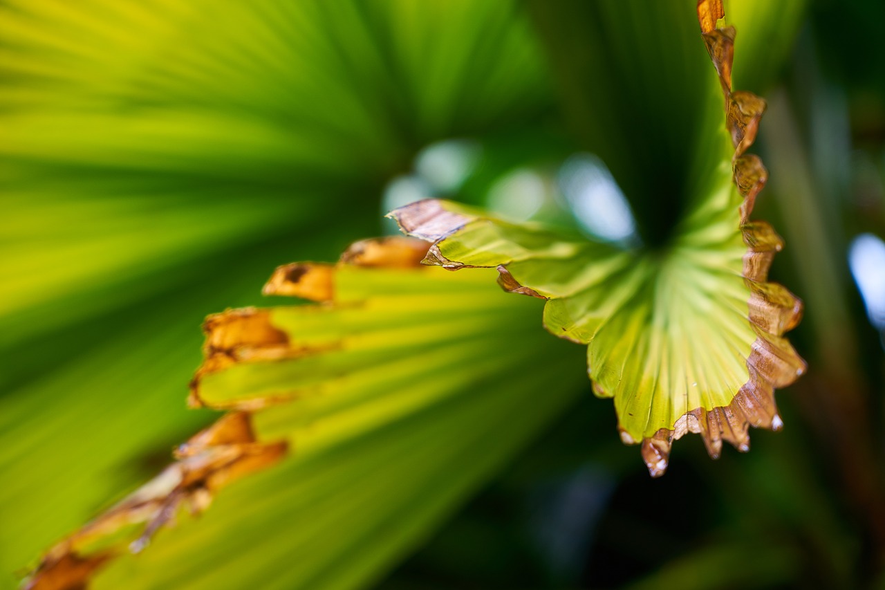 leaves green palm free photo