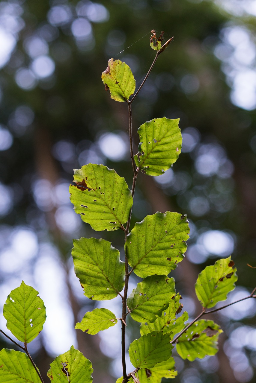 leaves bokeh fall color free photo