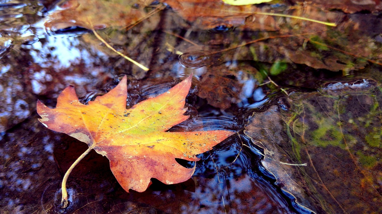 Листья в парке на воде осень