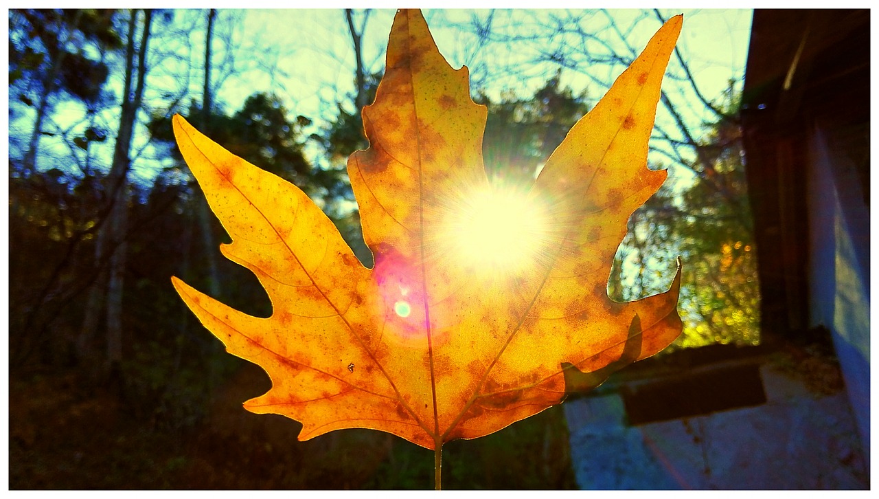 leaves solar nature free photo