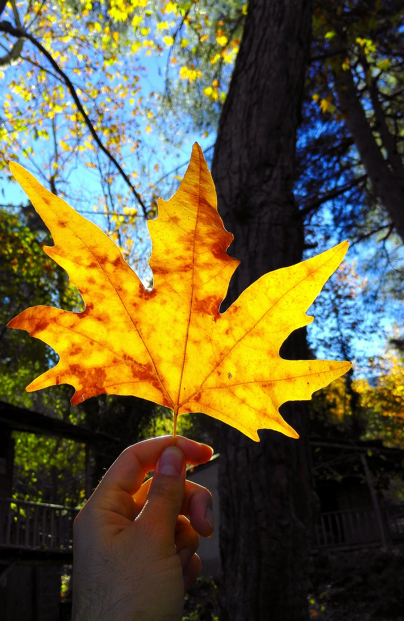 leaves yellow dried up free photo