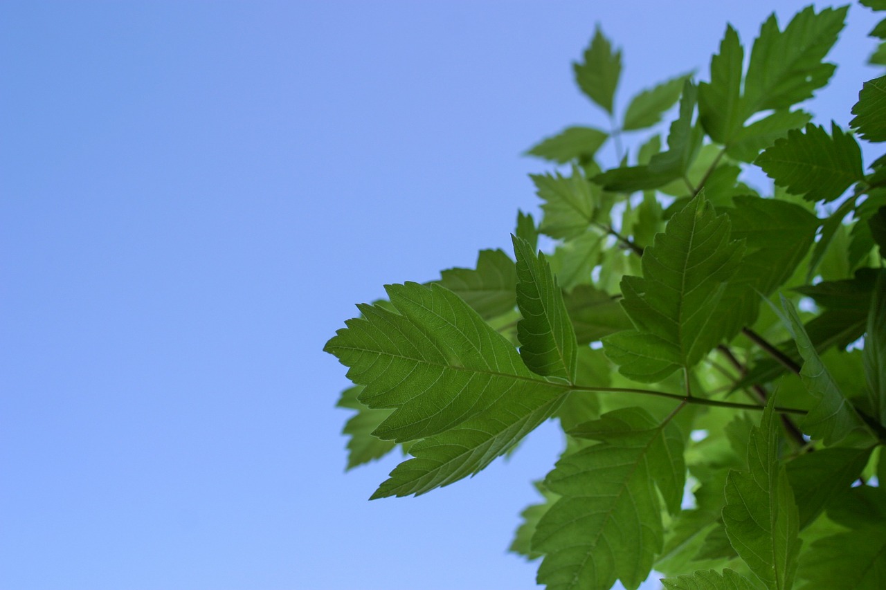 leaves tree season free photo