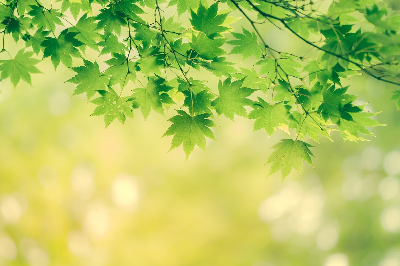Leaves,background,nature,yellow,greenish - free image from 