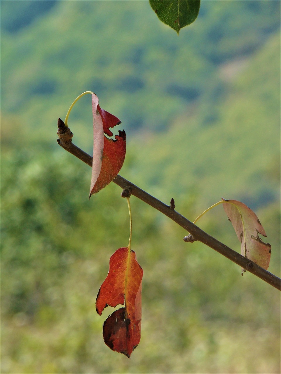 leaves nature the leaves are free photo