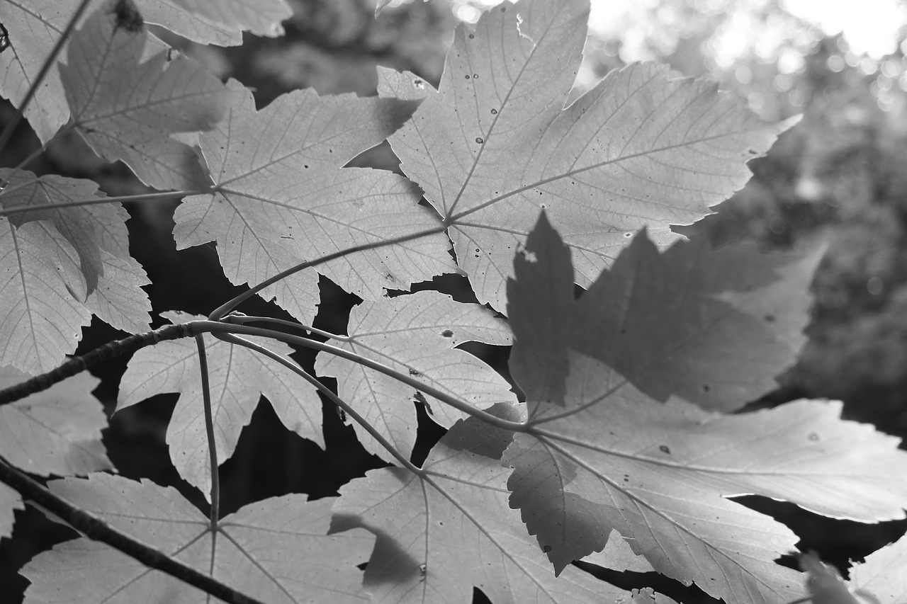 leaves black white free photo