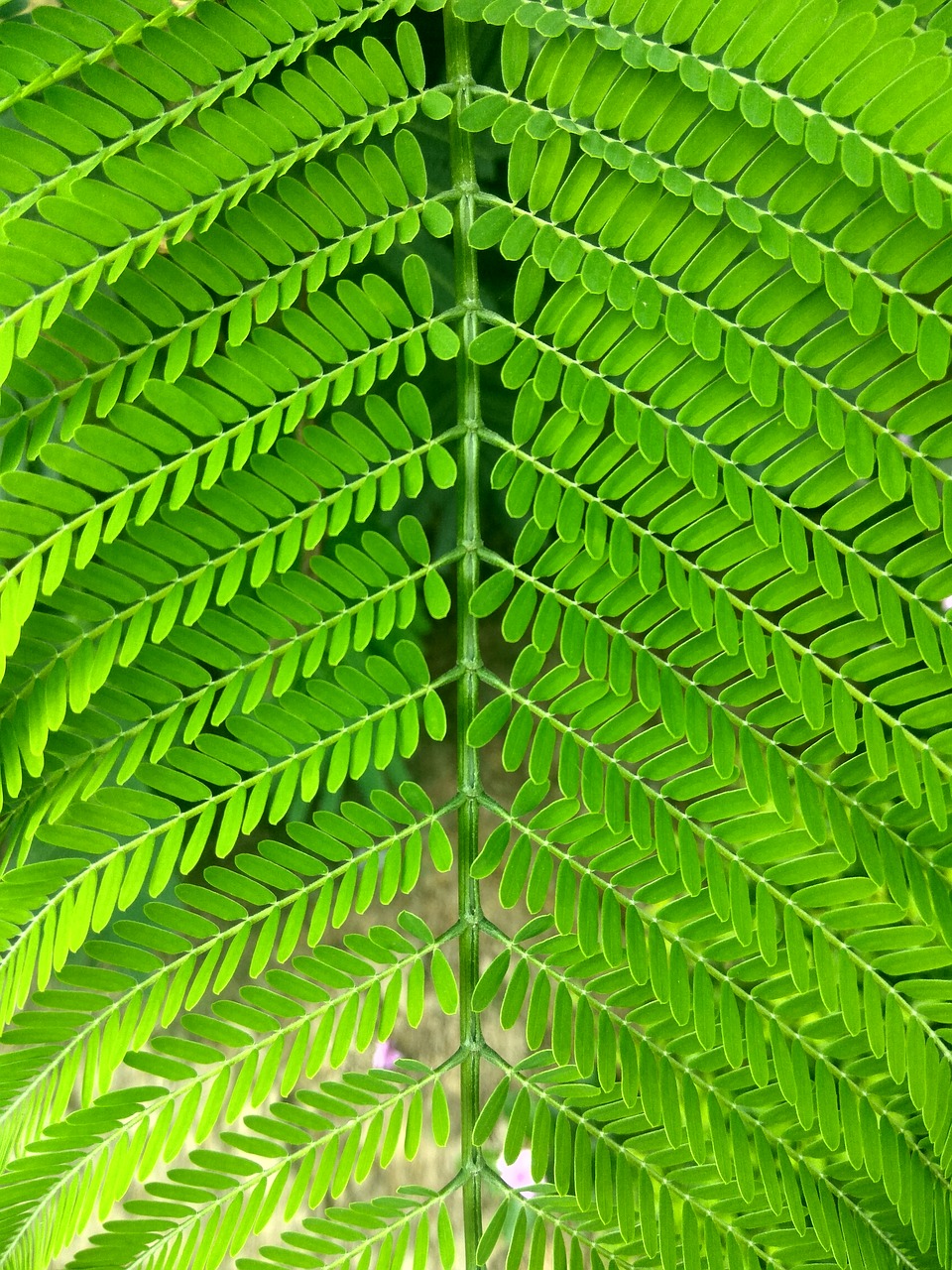 leaves plant green free photo