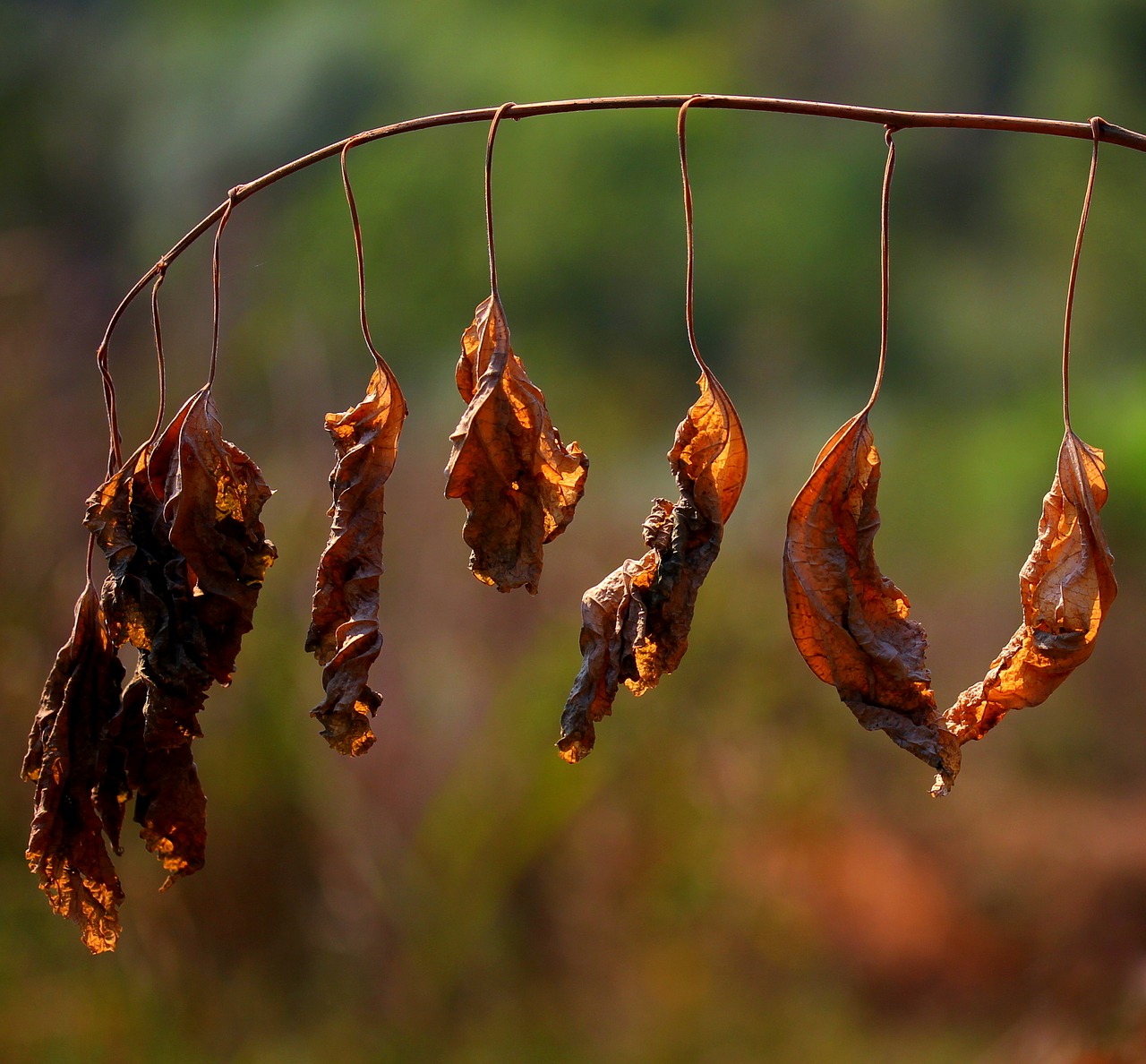 leaves dry red free photo