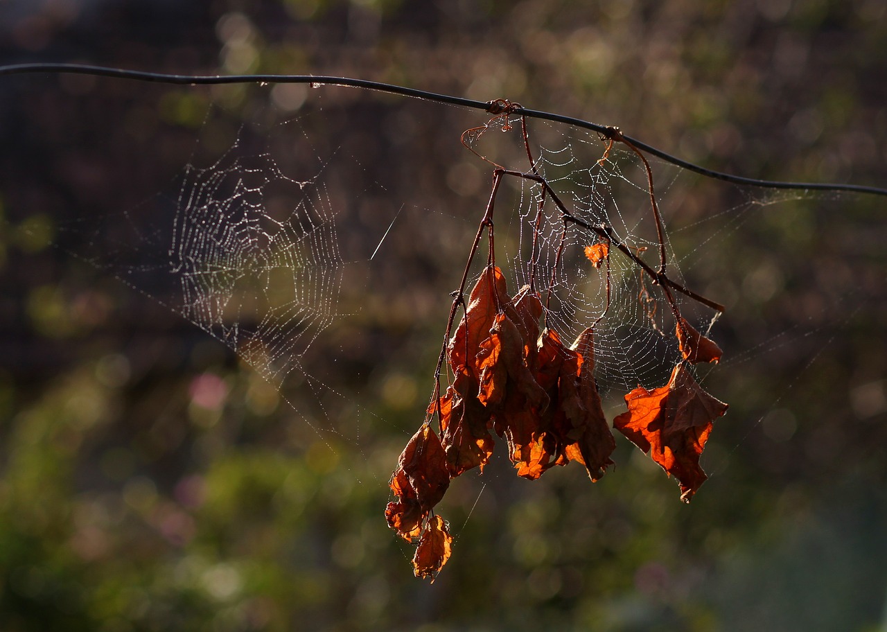 Осень паутинка с пауком