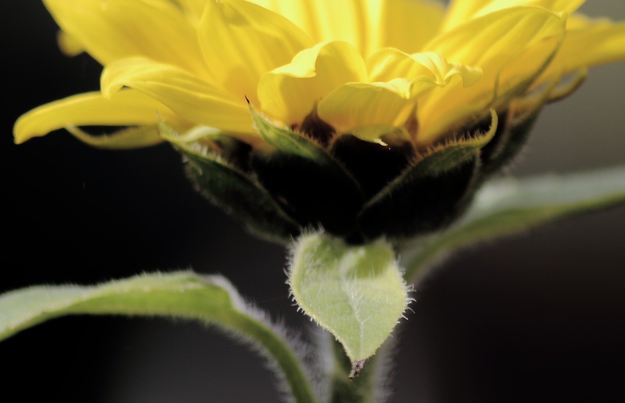 leaves sun flower yellow free photo