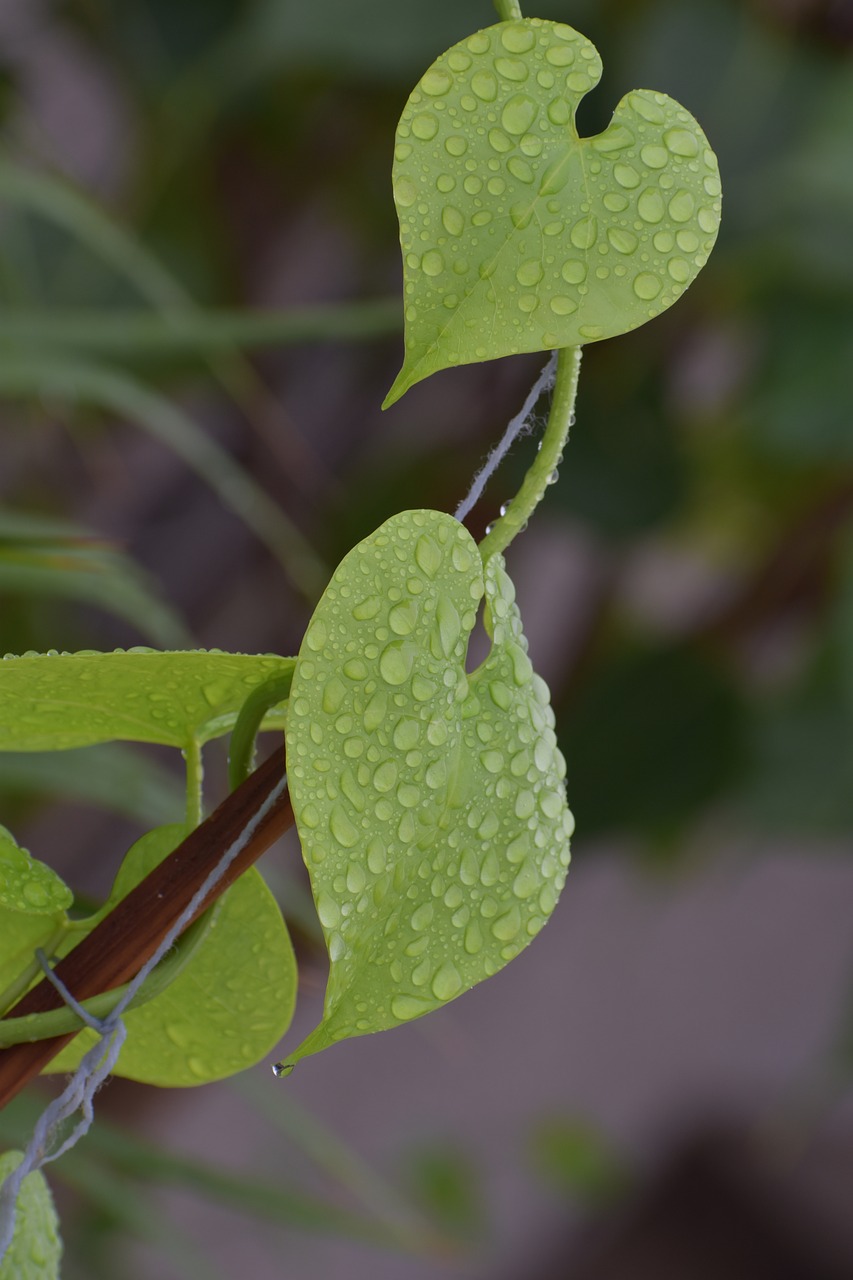 leaves rain droplets wet plant free photo