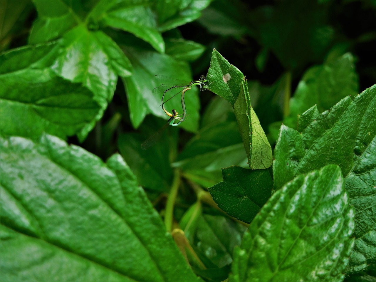 leaves insects nature free photo