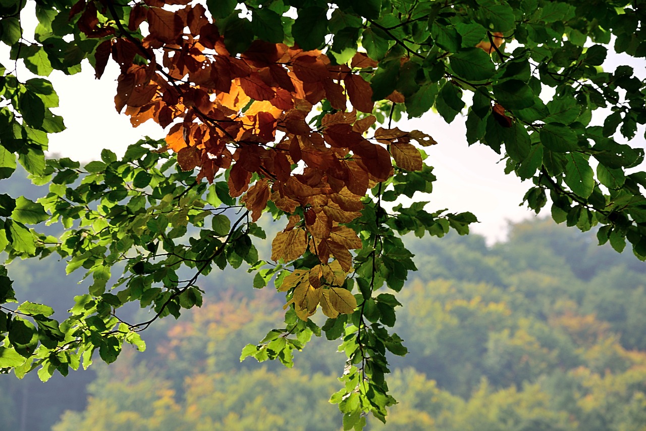 leaves colorful fall foliage free photo