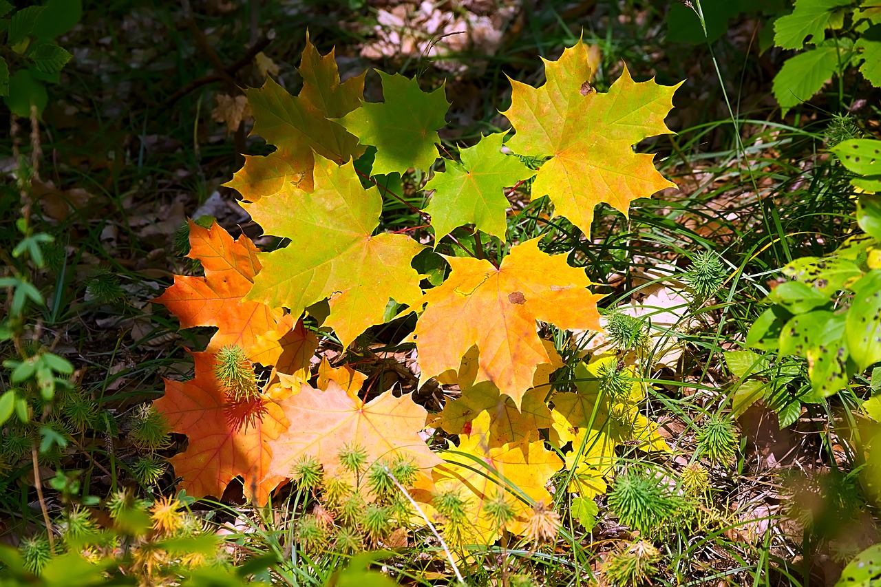 leaves colorful fall foliage free photo