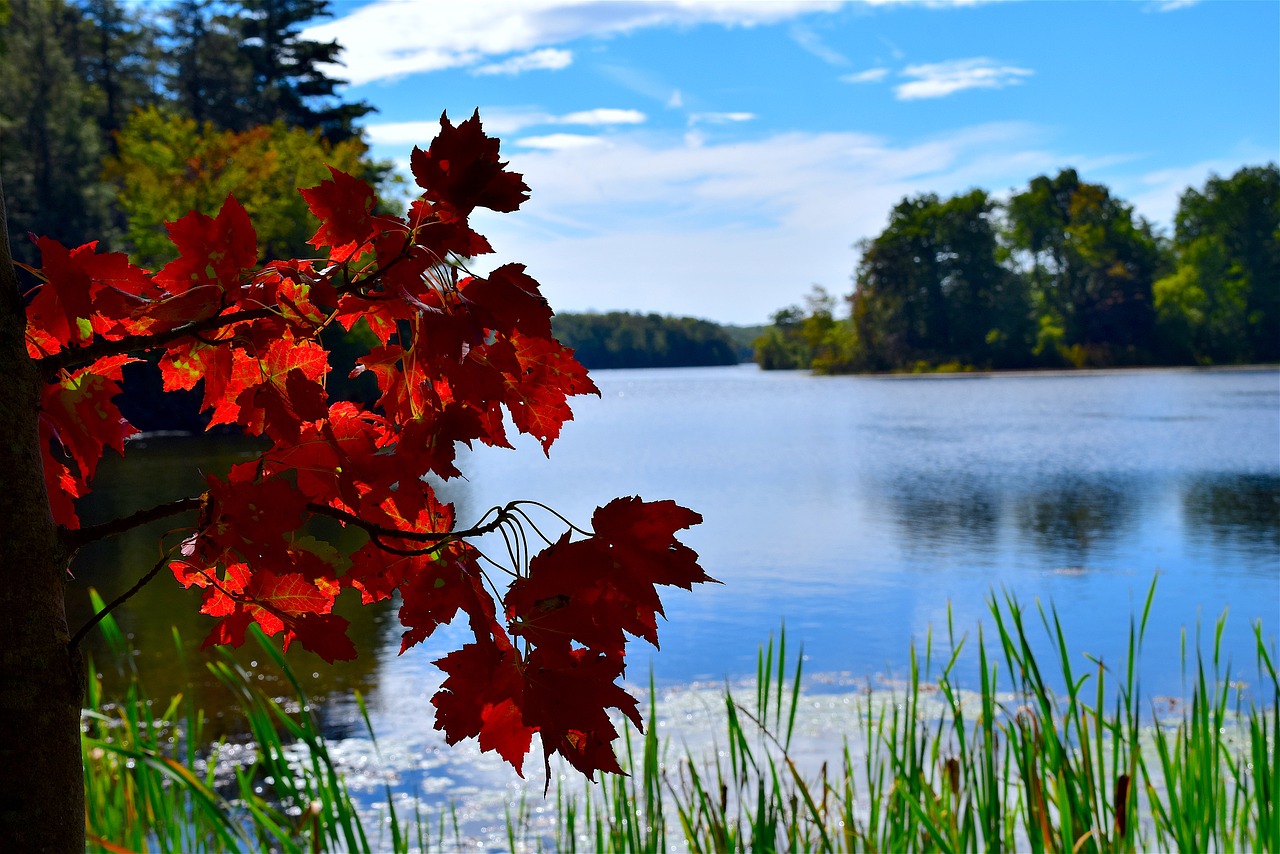 leaves red park free photo