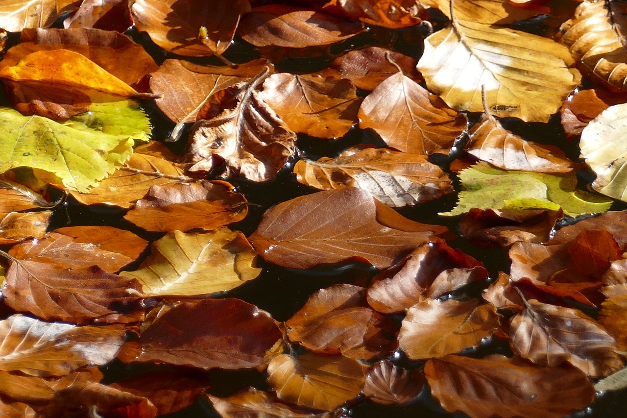 leaves autumn fall foliage free photo