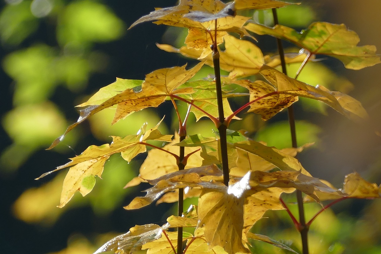 leaves autumn sun free photo