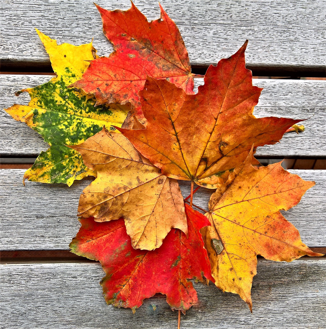 leaves autumn colored free photo