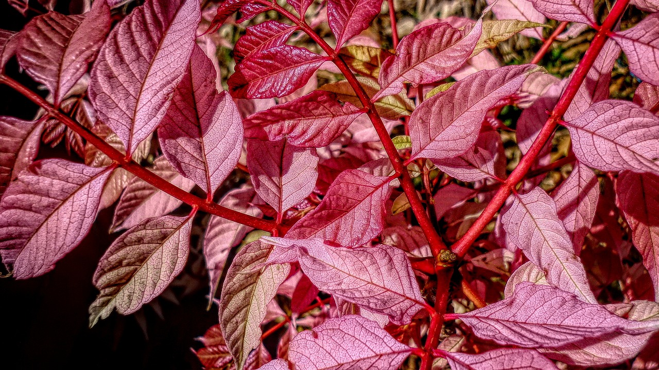 leaves foliage nature free photo